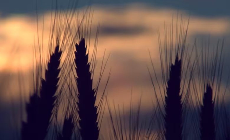 amanecer rural