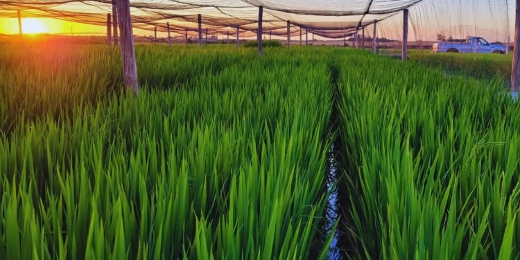 amanecer rural