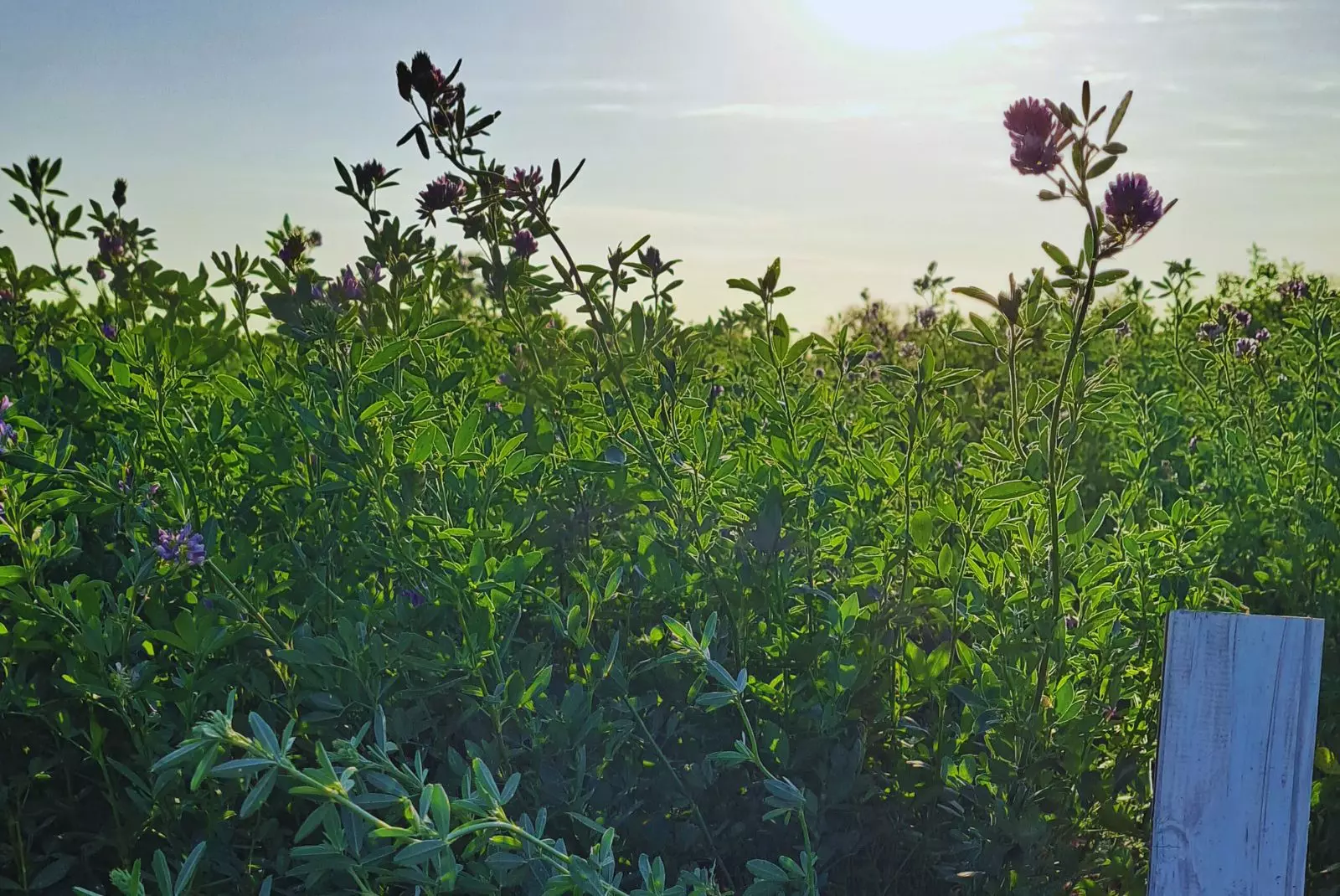 amanecer rural