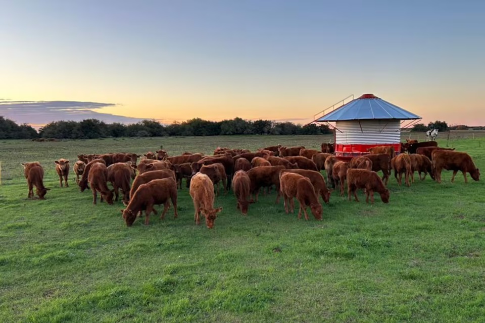 amanecer rural