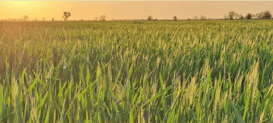amanecer rural