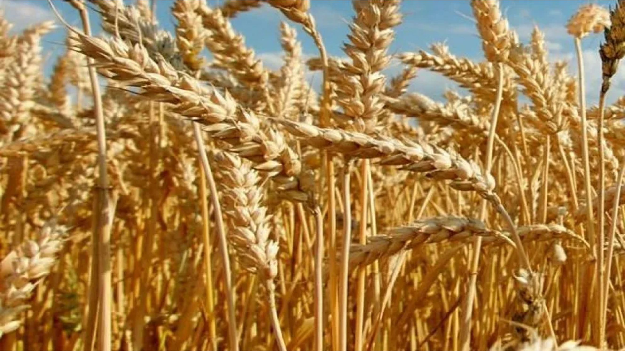 amanecer rural